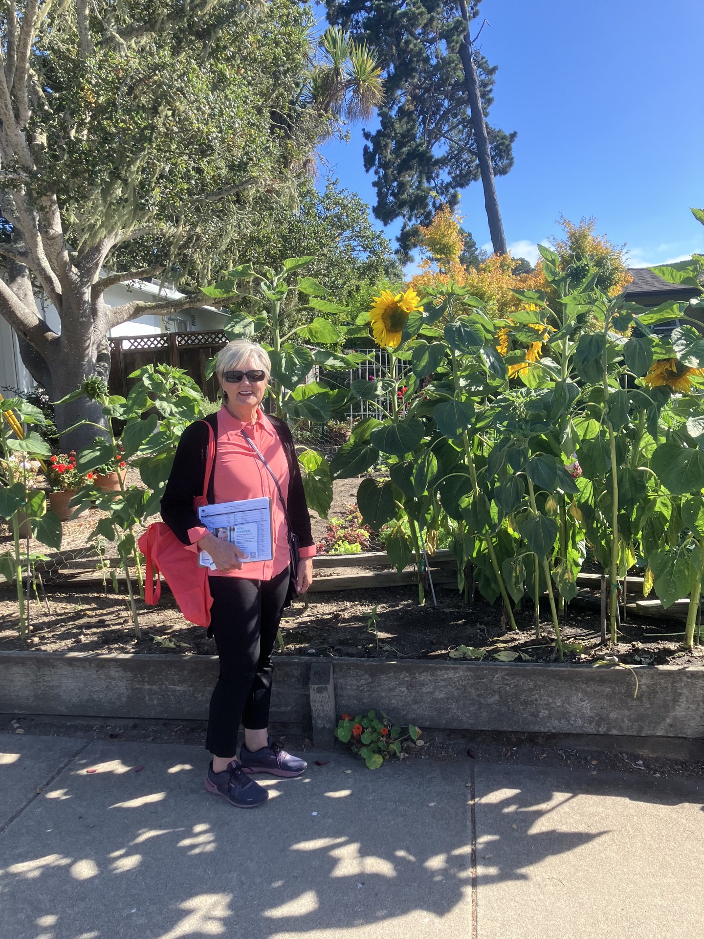 Walking the neighborhoods — a sunflower garden stop along the way.