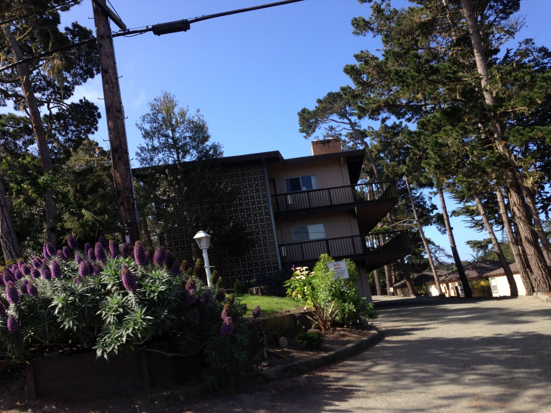 A quiet Monterey neighborhood street lined with pines